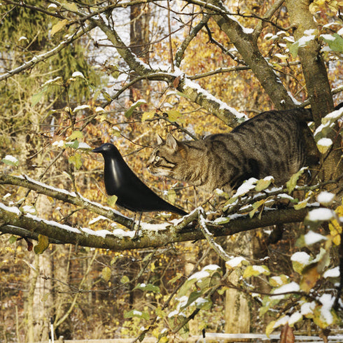 Eames House Bird