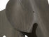 Eames Elephant / Plywood