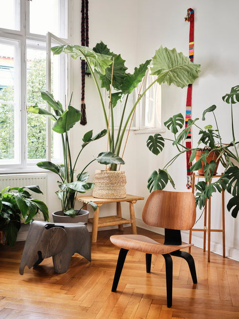 Eames Elephant / Plywood