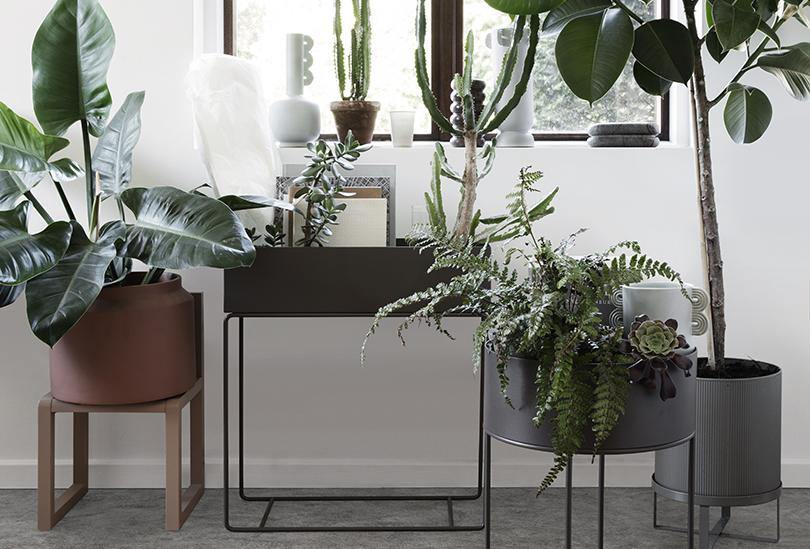 Guia: Como Criar um Jardim com uma Plant Box - Paris-Sete